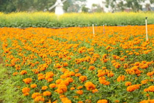 成语--花香四溢是什么意思