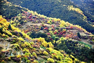 北京香山海拔多少米?