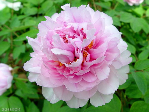 牡丹是国花吗，牡丹是哪个市的市花