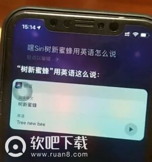 树新蜜蜂用英语怎么说