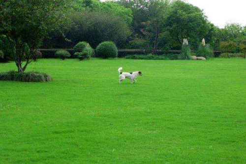 “绿油油”怎么读?