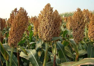 “高粱”拼音是什么?