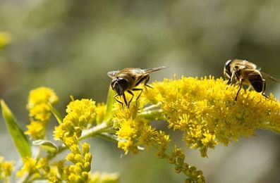 树蜜蜂的英语怎么说?