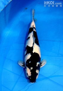 九纹龙锦鲤开背是什么意思