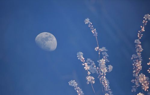 有关于孤独的诗句有哪些