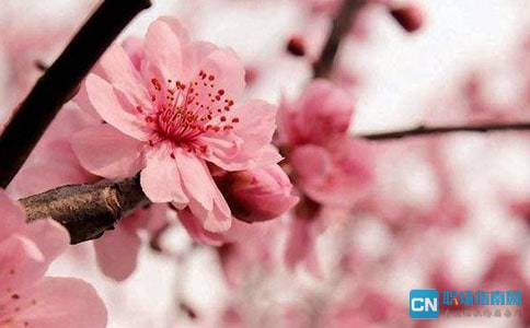 描写樱花的优美句子，描写桃花的优美句子
