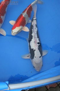 九纹龙锦鲤，九纹龙锦鲤图片