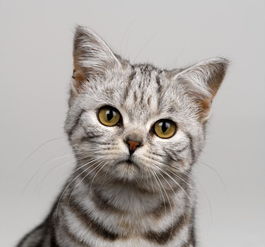 小猫的外形特点和生活特征