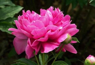 中国国花是不是牡丹?