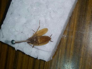 蜚蠊怎么读 蜚蠊的读音和解释