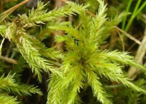苔藓类植物，苔藓类植物的特征