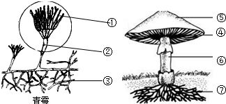 青是独体字还是上下结构?