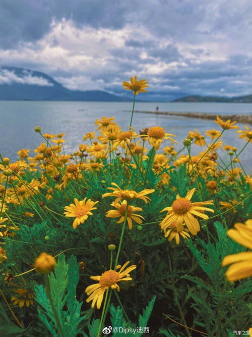 花落伴官方途径