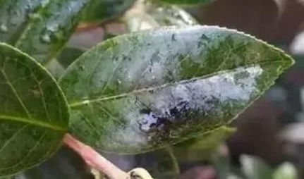 花叶上的小白虫用什么药能治