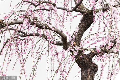 梅花像什么比喻句，梨花像什么比喻句简单