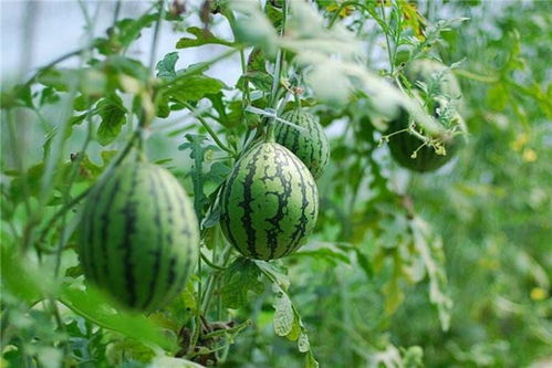 西瓜的英文是什么