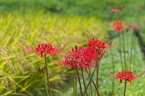 养花发朋友圈一句话有哪些?