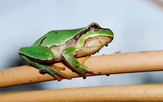 青蛙是什么动物