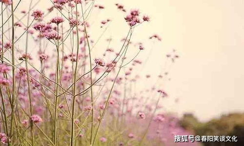 看到花开的美好心情唯美句子有哪些?