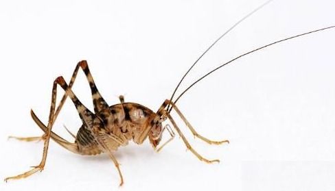 灶马蟋，灶马蟋是害虫还是益虫