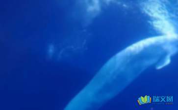 鲸的英语，鲸的英语怎么读