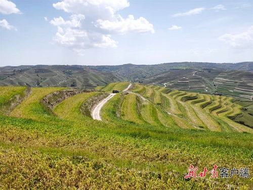 甘肃省农村农业厅有哪些科研项目