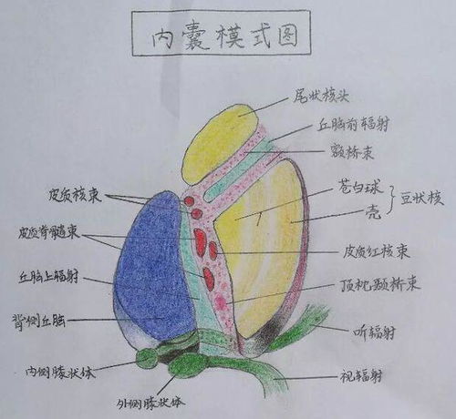 内囊名词解释，内囊名词解释解剖题