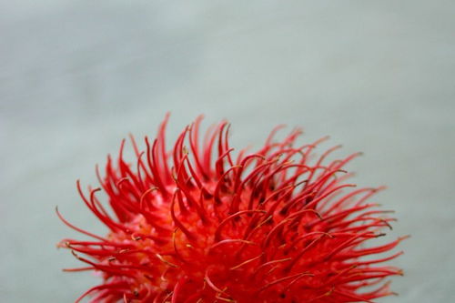 爱花爱生活的句子，爱花爱生活的句子简短