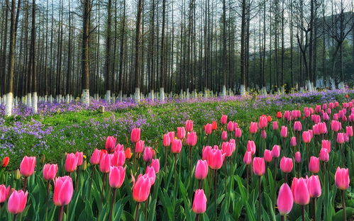 鲜的多音字，鲜的多音字组词