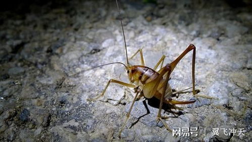 灶马蟋是什么东西?