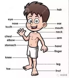 身体的英文physical是什么?