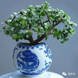 金枝玉叶的寿命有多长