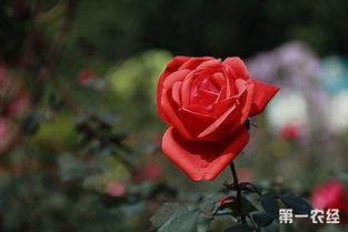 玫瑰花的形状是什么样子的
