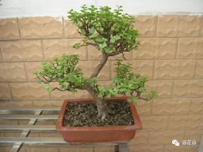 养了40年的金枝玉叶，养了40年的金枝玉叶多少钱一盆