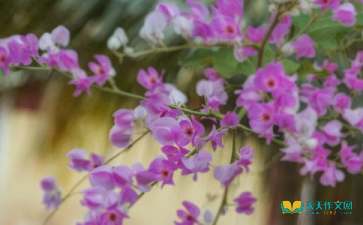 开在记忆深处的花作文600字初一