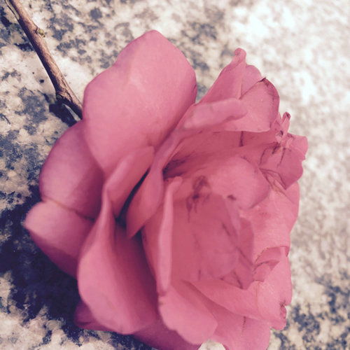 白月光朱砂痣是什么意思