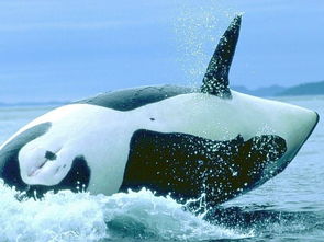 鲸鱼的英文怎么写