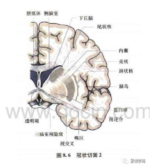 名词解释内囊