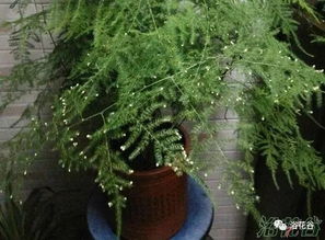 文竹开花是怎么回事