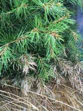 针叶树，针叶松