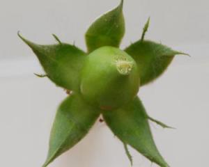 花萼是什么?花冠呢?