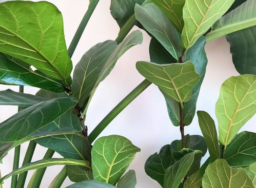 六叶子蚌埠话啥意思?