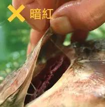 鱼鳃的拼音