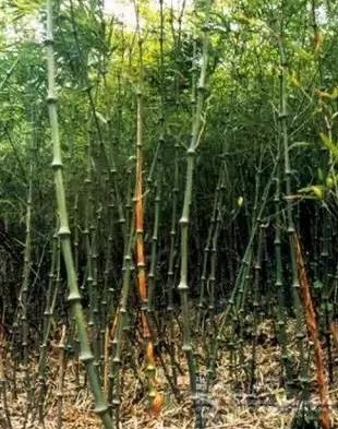 用来做拐杖,竹节很粗的竹子是哪个品种,学名叫什么