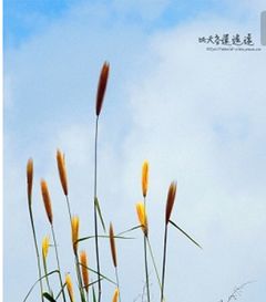 岁月荏苒是什么意思