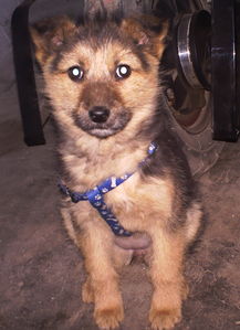 一个口户犬念什么