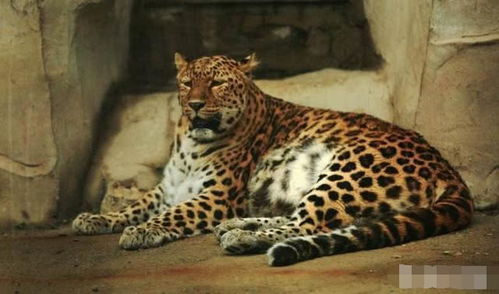 成语“狼虫虎豹”里的“虫”究竟指哪种动物呢?