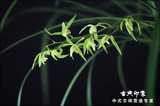兰叶春葳蕤怎么读 桂华秋皎洁，兰叶春葳蕤 怎么读