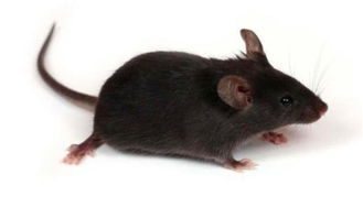 老鼠的尾巴起什么作用?