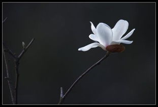 雾里看花的意思是什么